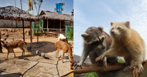 Book Farm In The City, Petting Zoo Tickets - Promo Price