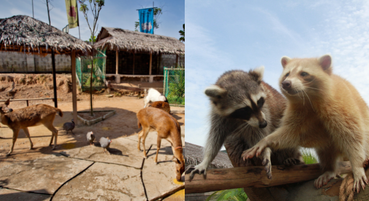 Book Farm In The City, Petting Zoo Tickets - Promo Price