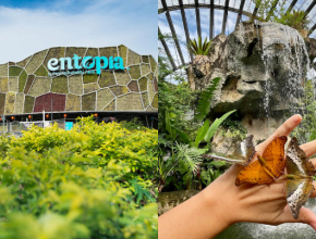 Experience The Beauty & Magic Of Butterflies At Entopia Butterfly Farm In Penang