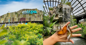 Experience The Beauty & Magic Of Butterflies At Entopia Butterfly Farm In Penang