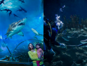 Catch Sharks & Other Unique Sea Creatures At Aquaria KLCC In 2023